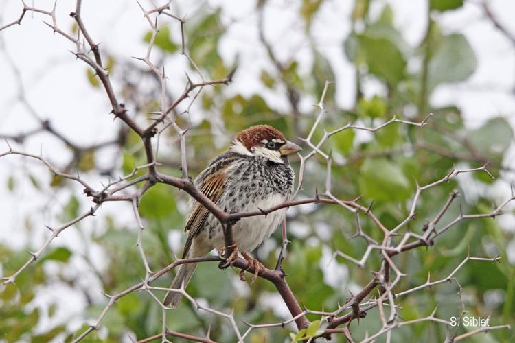 <i>Passer hispaniolensis</i> (Temminck, 1820) © S. Siblet