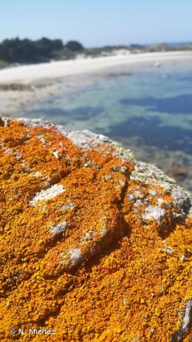 <i>Xanthoria calcicola</i> Oksner © N. Michez