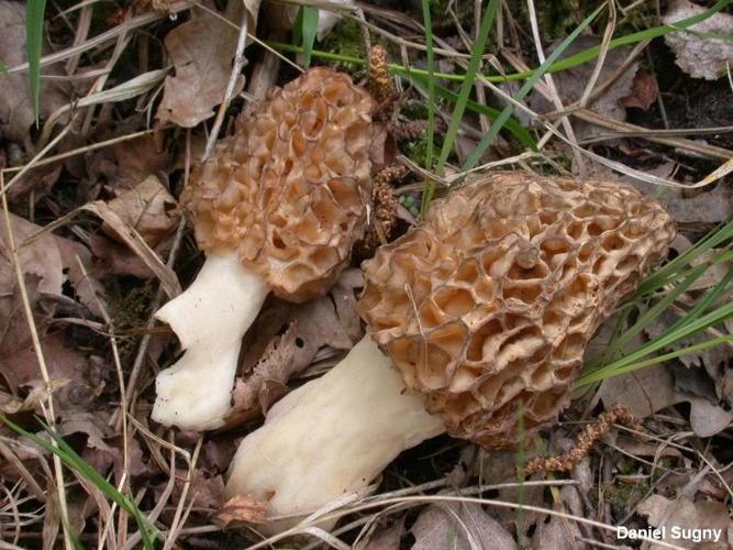 <i>Morchella esculenta </i>var.<i> rotunda</i> Pers. © D. Sugny