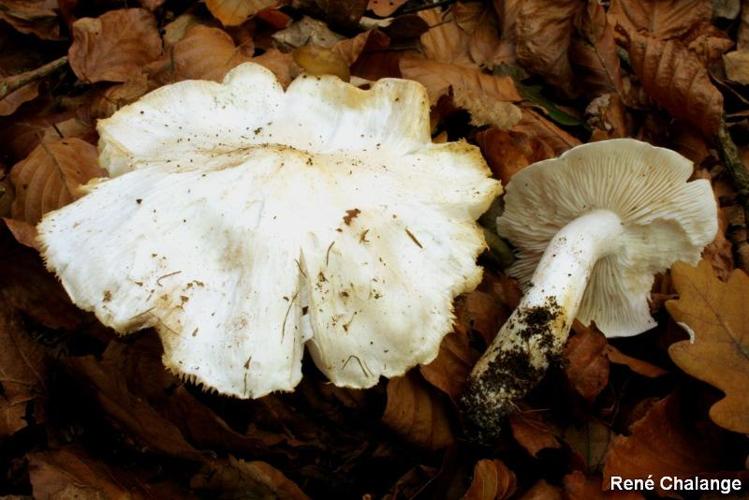 <i>Tricholoma columbetta</i> (Fr. : Fr.) Kumm. © R. Chalange