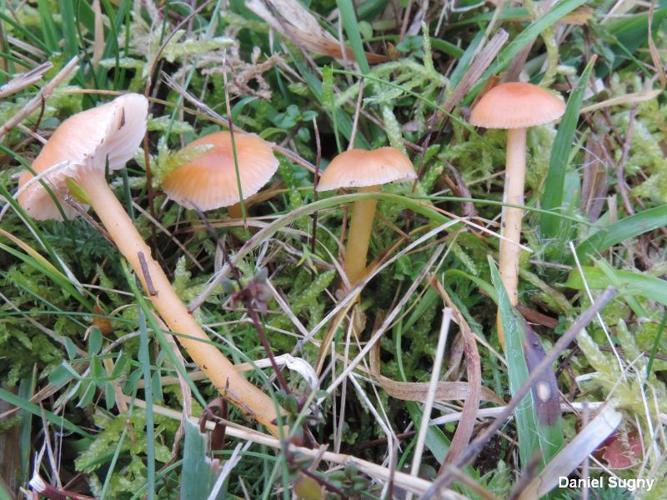 <i>Hygrocybe laeta</i> (Pers. : Fr.) Kumm. © D. Sugny