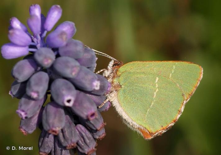 <i>Callophrys avis</i> Chapman, 1909 © D. Morel