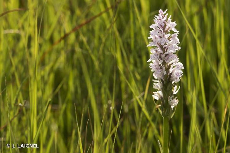 <i>Dactylorhiza fuchsii</i> (Druce) Soó, 1962 © J. LAIGNEL