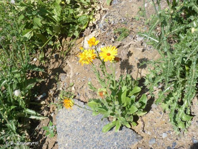 <i>Calendula officinalis</i> L., 1753 © P. Rouveyrol