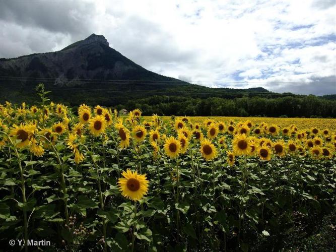 <i>Helianthus annuus</i> L., 1753 © 