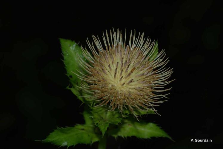 <i>Cirsium oleraceum</i> (L.) Scop., 1769 © P. Gourdain