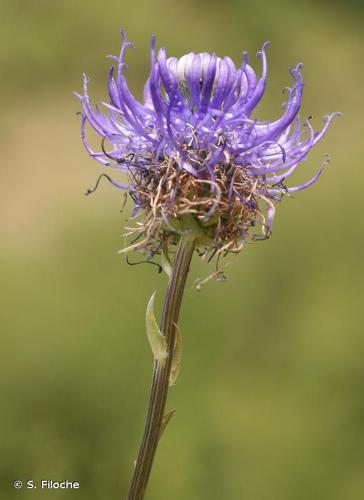 <i>Phyteuma orbiculare</i> L., 1753 © S. Filoche