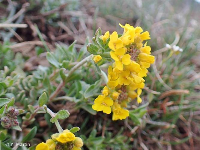 <i>Alyssum montanum</i> L., 1753 © 