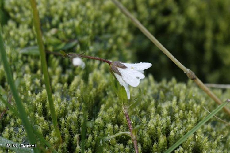 <i>Cerastium cerastoides</i> (L.) Britton, 1894 © M. Bartoli