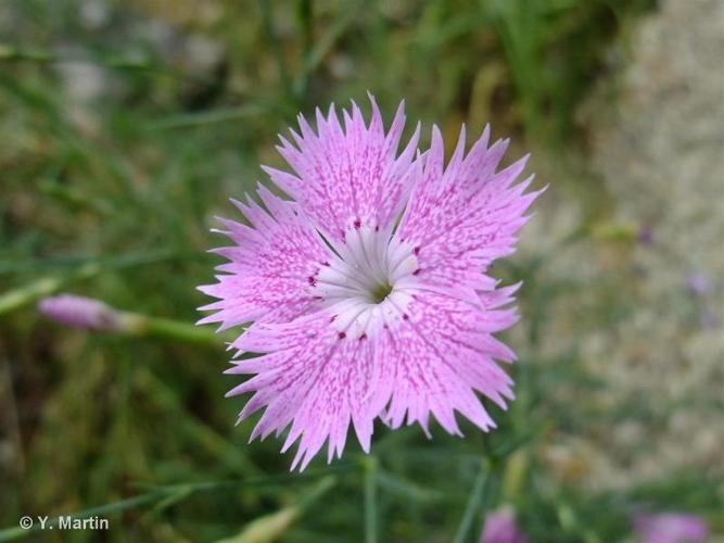 <i>Dianthus seguieri </i>Vill., 1779 subsp.<i> seguieri</i> © 