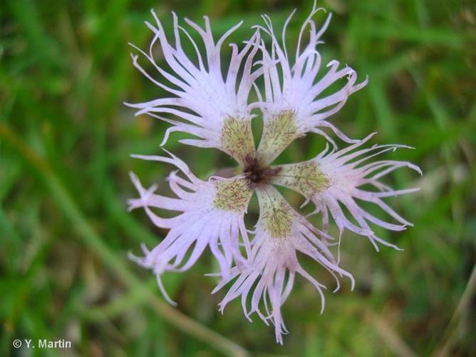 <i>Dianthus superbus </i>L., 1755 subsp.<i> superbus</i> © 