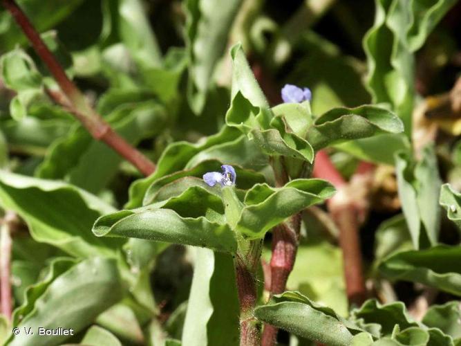 <i>Commelina benghalensis</i> L., 1753 © V. Boullet