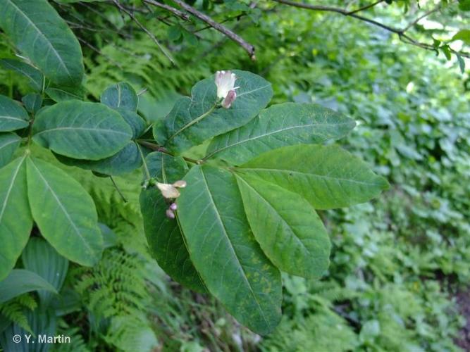 <i>Lonicera nigra</i> L., 1753 © 