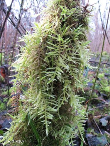 <i>Cirriphyllum piliferum</i> (Hedw.) Grout, 1898 © H. TINGUY