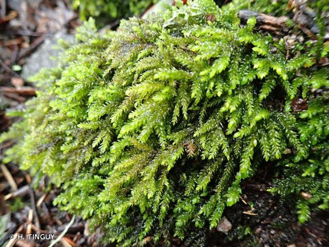 <i>Thamnobryum neckeroides</i> (Hook.) E.Lawton, 1971 © H. TINGUY