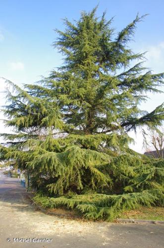 <i>Cedrus deodara</i> (Roxb. ex D.Don) G.Don, 1830 © Michel Garnier