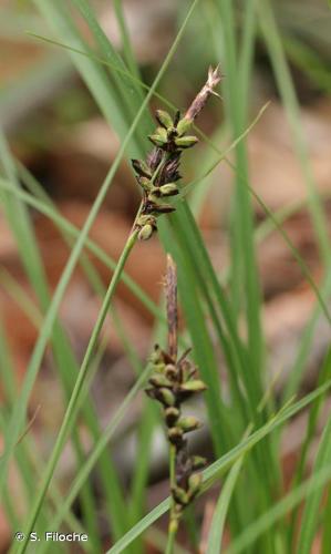 <i>Carex montana</i> L., 1753 © S. Filoche