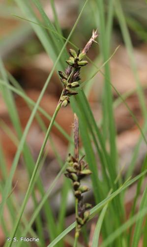 <i>Carex montana</i> L., 1753 © S. Filoche