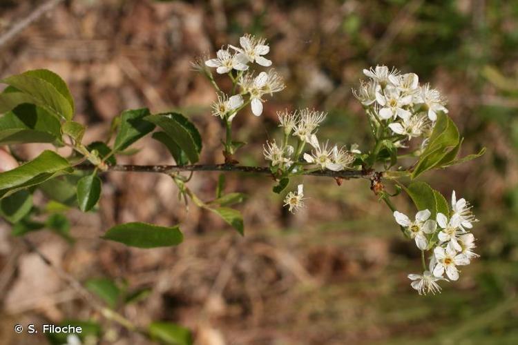 <i>Prunus mahaleb</i> L., 1753 © S. Filoche