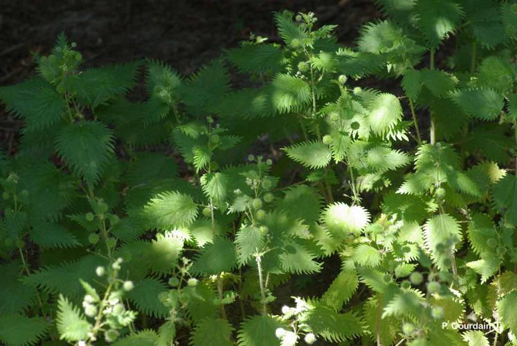 <i>Urtica pilulifera</i> L., 1753 © P. Gourdain