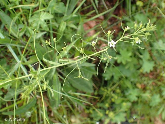 <i>Thesium pyrenaicum </i>Pourr., 1788 subsp.<i> pyrenaicum</i> © 