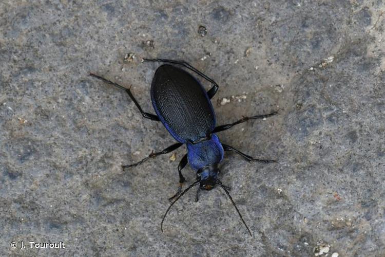 <i>Carabus problematicus arvernus</i> Lapouge, 1902 © J. Touroult