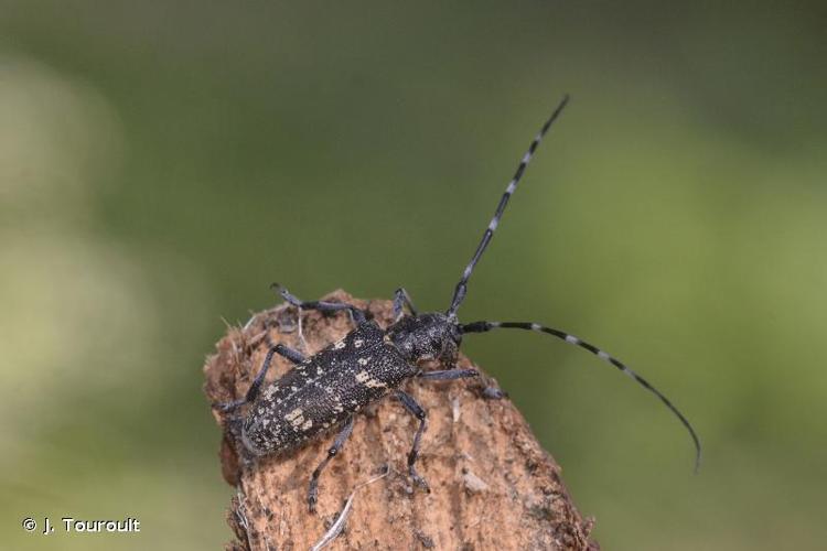 <i>Monochamus sutor sutor</i> (Linnaeus, 1758) © J. Touroult