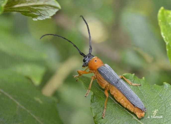 <i>Oberea oculata</i> (Linnaeus, 1758) © J. Touroult