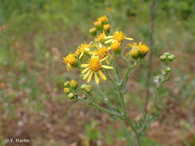 <i>Jacobaea erucifolia </i>(L.) G.Gaertn., B.Mey. & Scherb., 1801 subsp.<i> erucifolia</i> © 