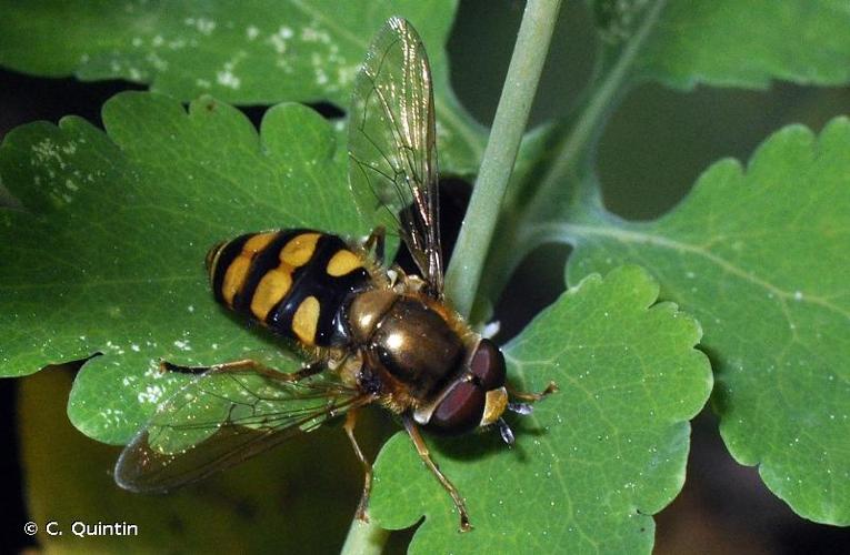 <i>Eupeodes latifasciatus</i> (Macquart, 1829) © C. Quintin