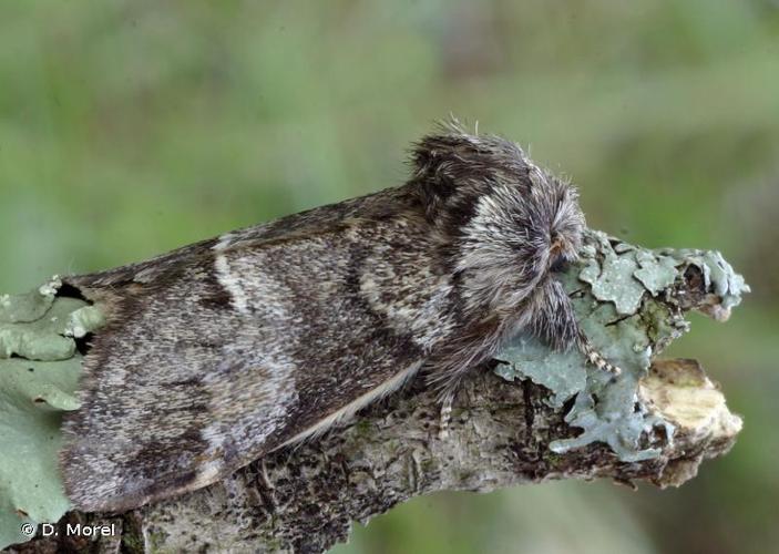 <i>Drymonia dodonaea</i> (Denis & Schiffermüller, 1775) © D. Morel