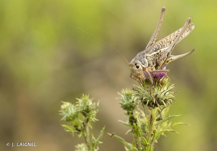 <i>Decticus albifrons</i> (Fabricius, 1775) © J. LAIGNEL