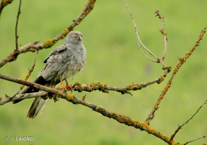 <i>Circus pygargus</i> (Linnaeus, 1758) © J. LAIGNEL