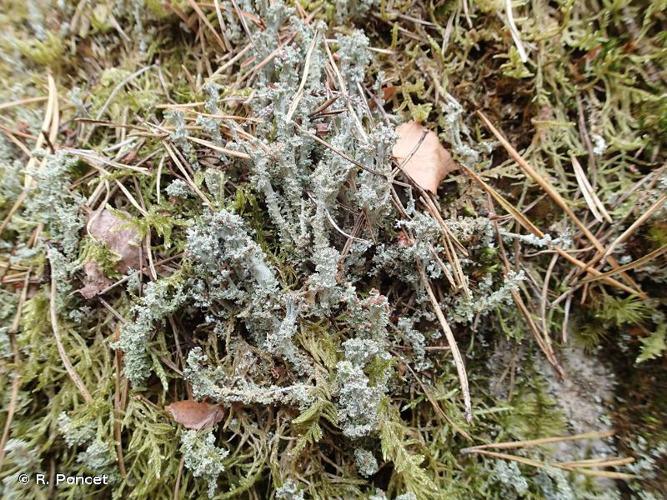 <i>Cladonia squamosa</i> (Scop.) Hoffm., 1796 © A.-H. Paradis & R. Poncet