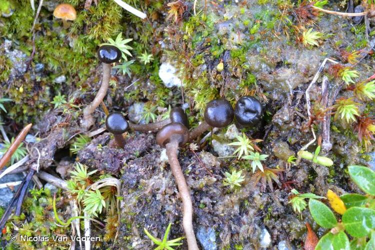 <i>Sarcoleotia globosa</i> (Sommerf. : Fr.) Korf, 1971 © Nicolas Van Vooren