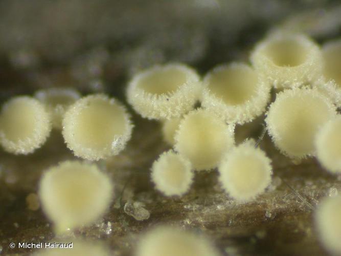 <i>Lachnum clavigerum</i> (Svrček) Raitv. © Michel Hairaud