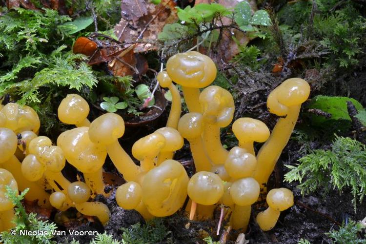 <i>Leotia lubrica</i> (Scop.) Pers. : Fr. © Nicolas Van Vooren