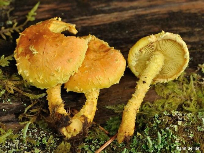 <i>Pholiota flammans</i> (Batsch : Fr.) Kumm. © Y. Sellier