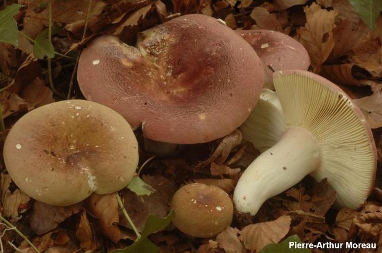 <i>Russula vinosobrunnea</i> (Bres.) Romagn. © PA. Moreau