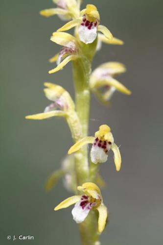 <i>Corallorhiza trifida</i> Châtel., 1760 © J. Carlin