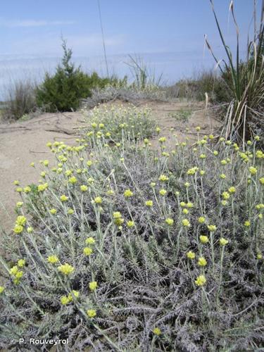 <i>Helichrysum stoechas</i> (L.) Moench, 1794 © P. Rouveyrol