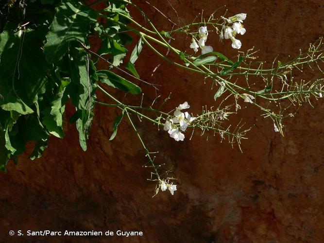 <i>Brassica insularis</i> Moris, 1837 © S. Sant/Parc Amazonien de Guyane