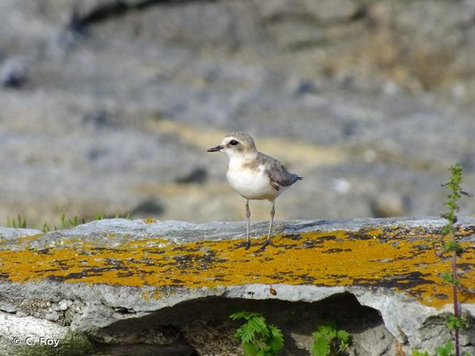 <i>Charadrius alexandrinus</i> Linnaeus, 1758 © C. Roy