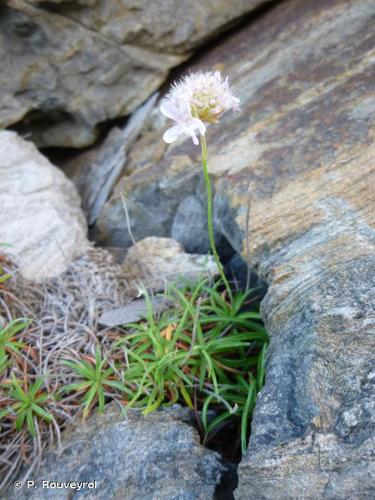 <i>Armeria ruscinonensis</i> Girard, 1844 © P. Rouveyrol