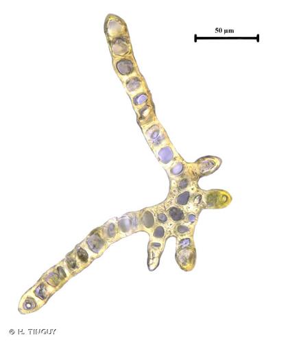 <i>Dicranum scoparium</i> Hedw., 1801 © H. TINGUY