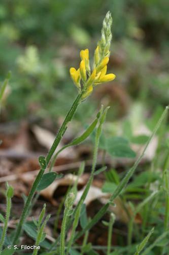 <i>Genista sagittalis</i> L., 1753 © S. Filoche