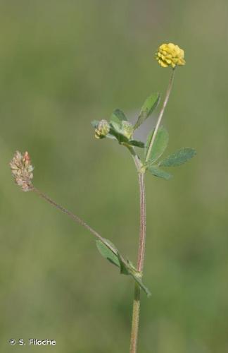 <i>Medicago lupulina</i> L., 1753 © S. Filoche