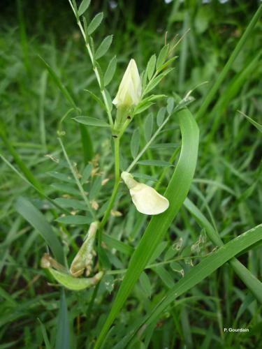 <i>Vicia lutea</i> L., 1753 © P. Gourdain