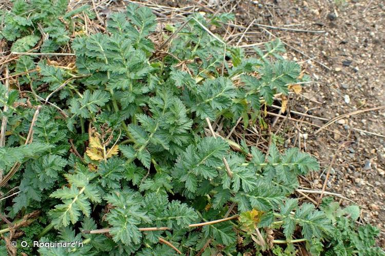 <i>Erodium manescavii</i> Coss., 1847 © O. Roquinarc'h