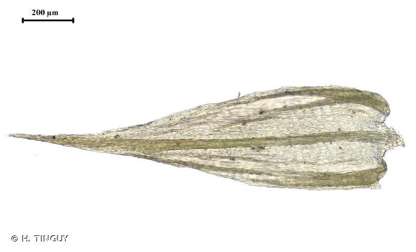 <i>Homalothecium philippeanum</i> (Spruce) Schimp., 1851 © H. TINGUY